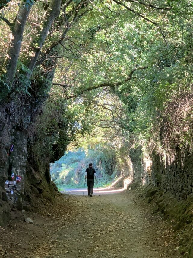 Caminho adornado por árvores