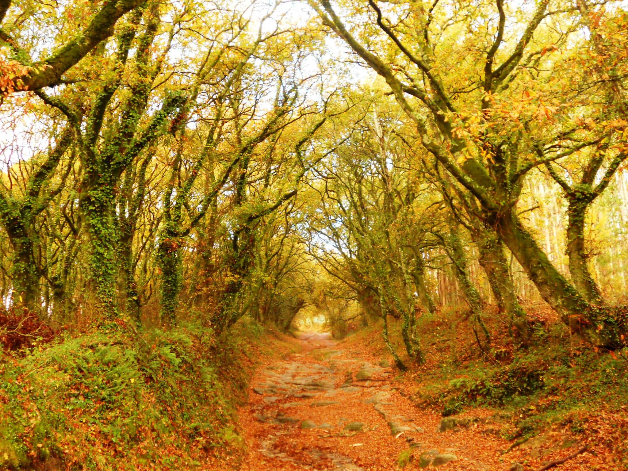 Caminho de terra em meio a árvores