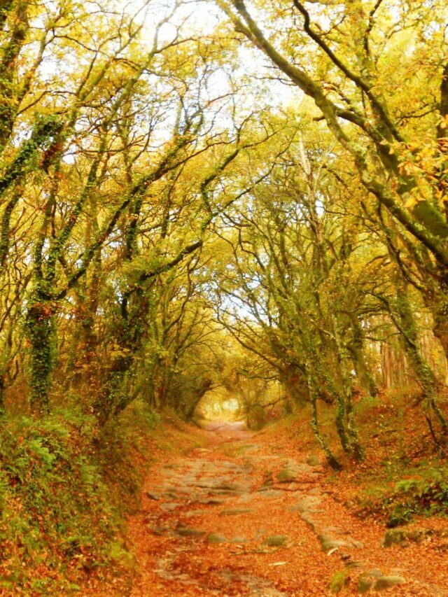 Caminho de terra em meio a árvores