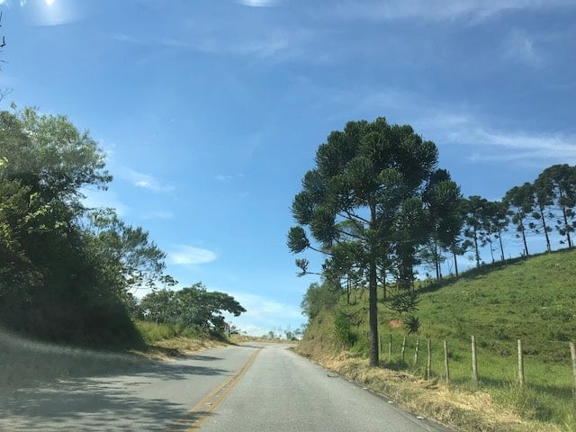 Estrada de asfalto para Visconde de Mauá com araucárias ao lado