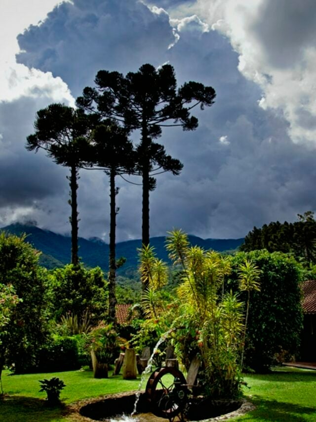 Araucárias com tempo nublado