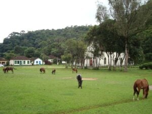 Cavalos pastando em frente a igreja de Visconde de Maua