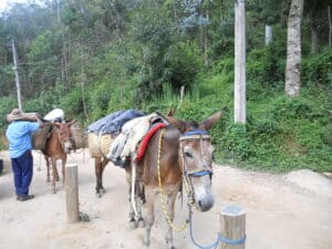 Mulas amarradas do tropeiros em Visconde de Maua