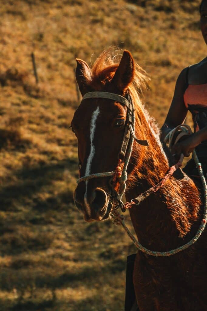Cavalo em Visconde de Maua