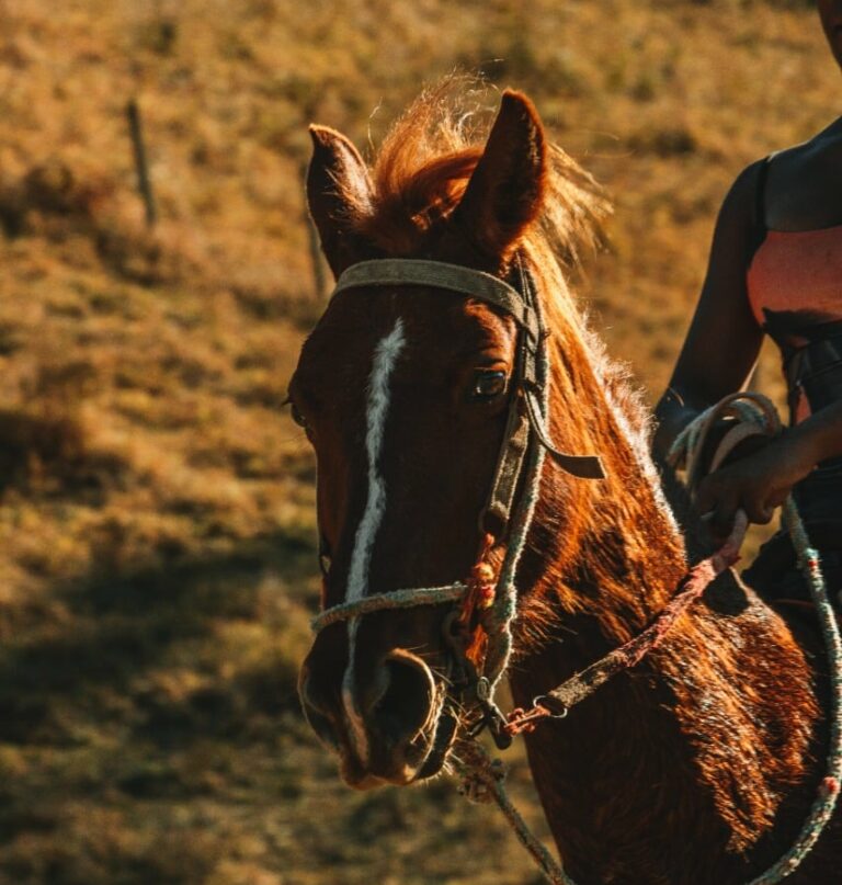 Cavalo em Visconde de Maua