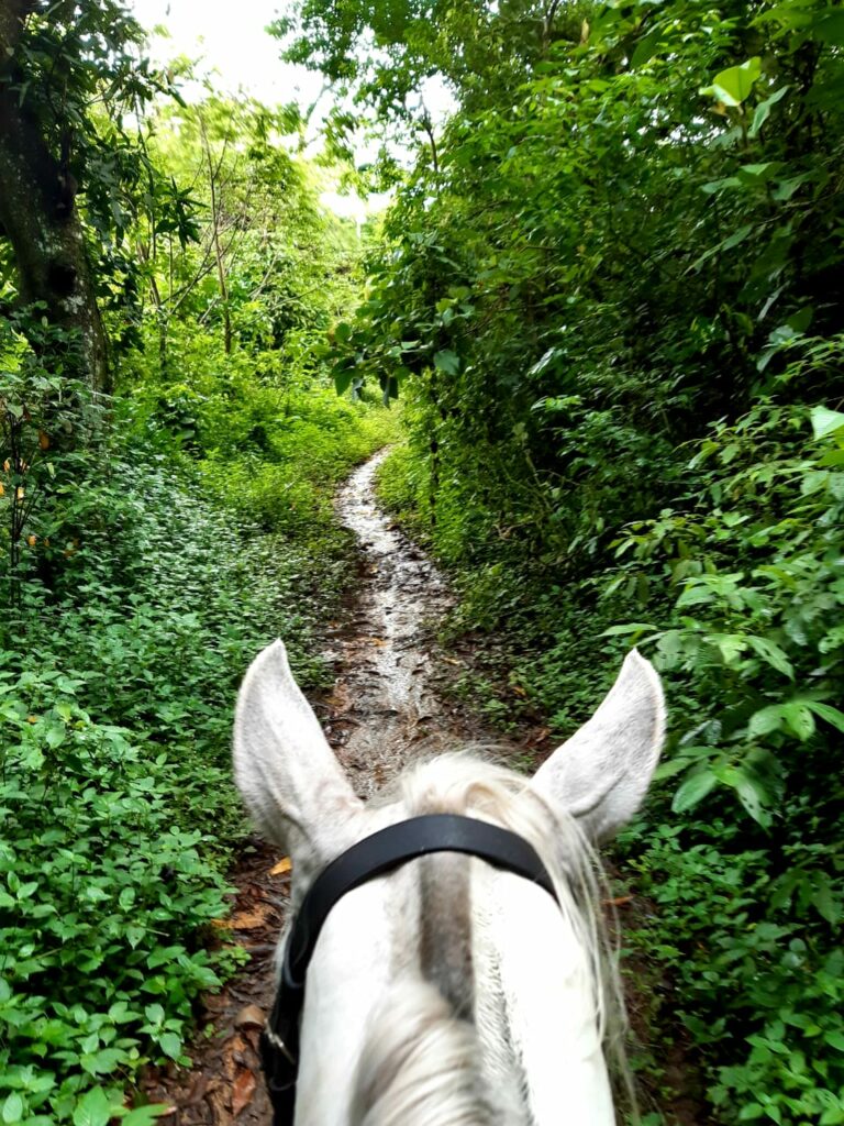 Cavalo numa trilha estreita em Visconde de Mauaconde de Mau7a