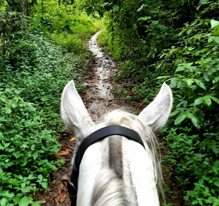 Cavalo numa trilha estreita em Visconde de Mauaconde de Mau7a