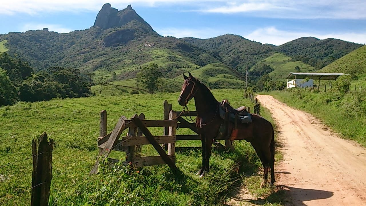 Cavalo na beira da estrada em Visconde de Maua
