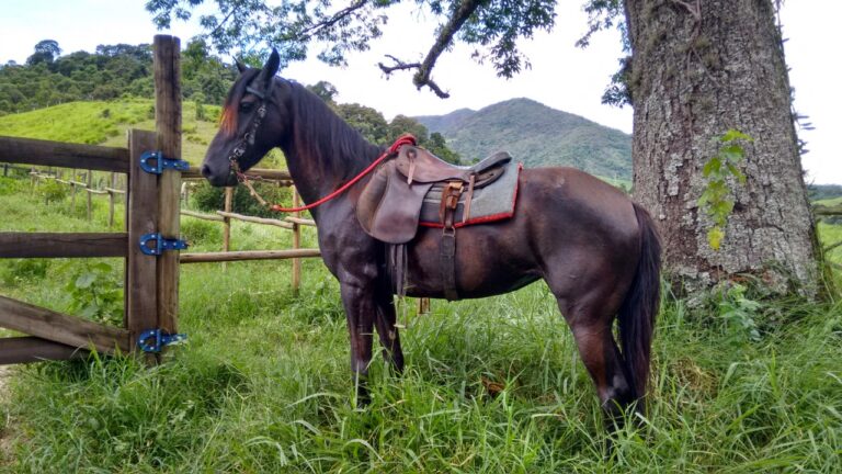 Cavalo castanho e selado ao lado da cerca em Rua de Visconde de Maua