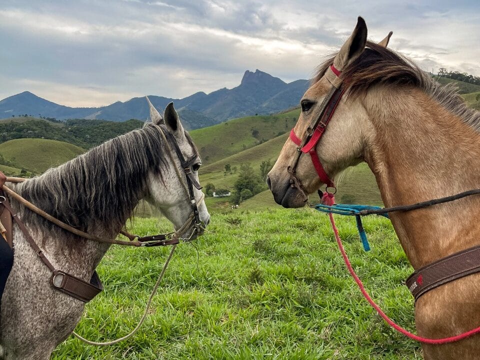 Dois cavalos em meio ao verde de Visconde de Mauá