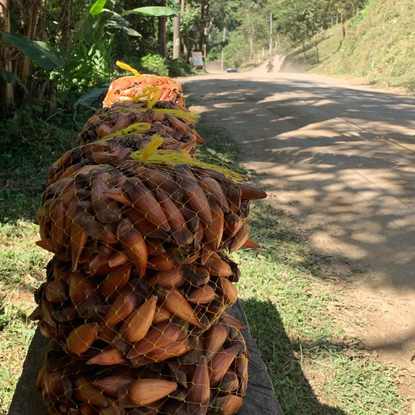 Pinhão exposto numa mesa na estrada Mauá Maromba