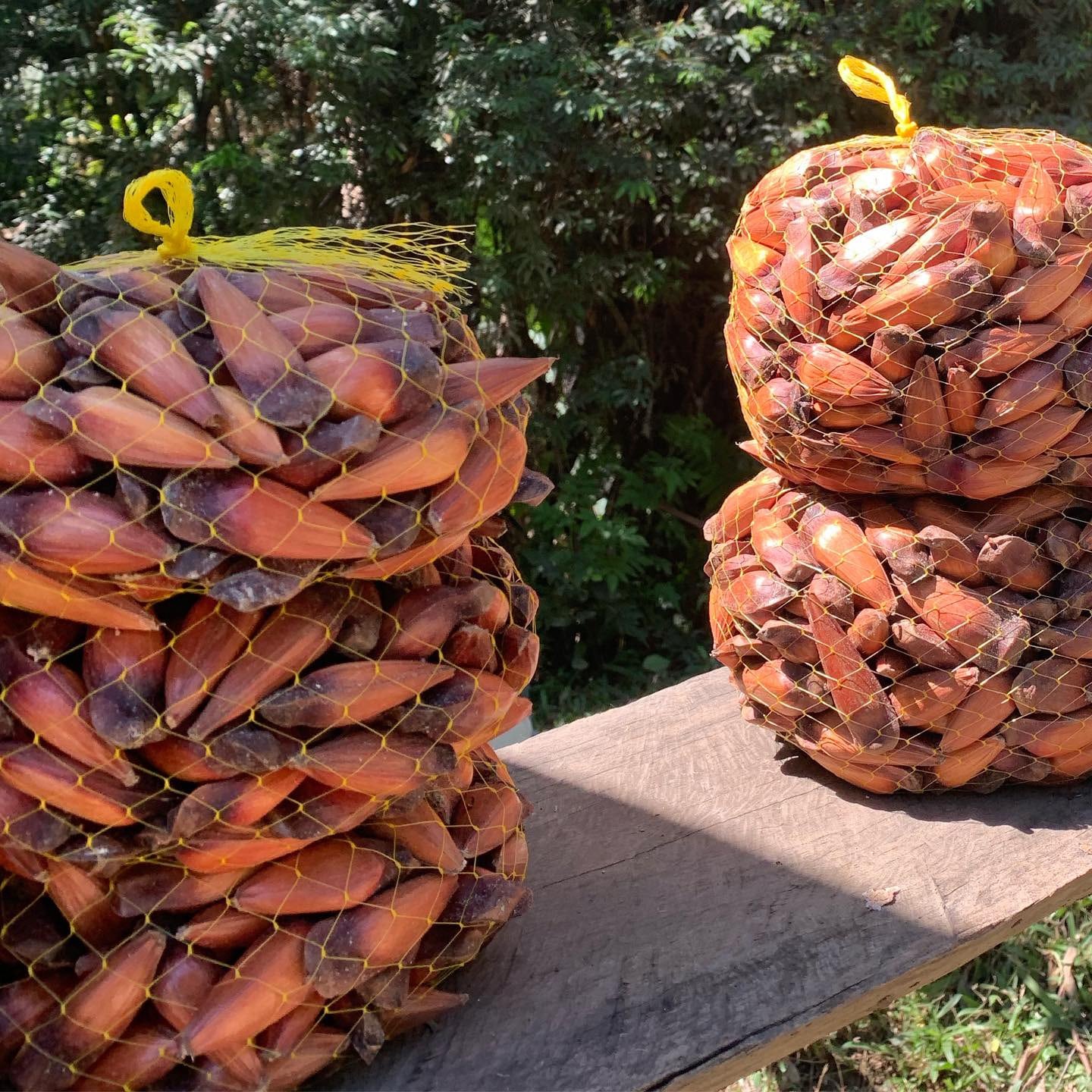 Sacos de pinhão para vender na estrada