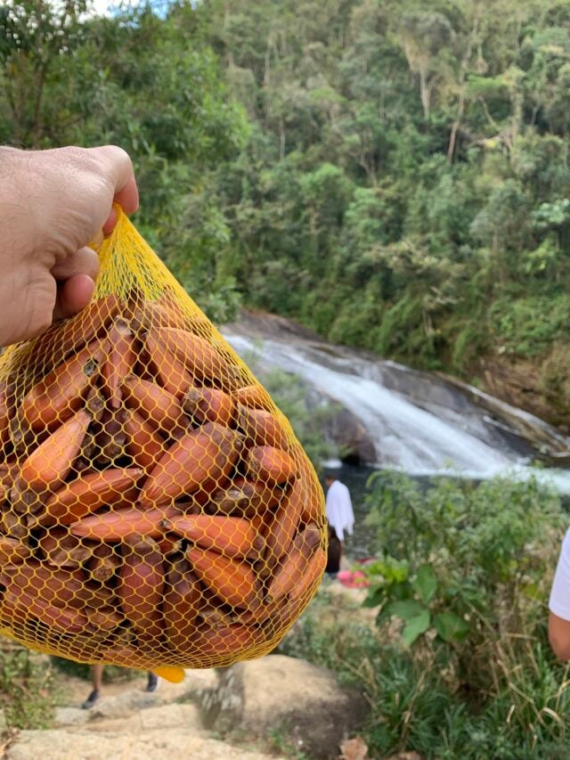 Saco de Pinhão em Visconde de Maua